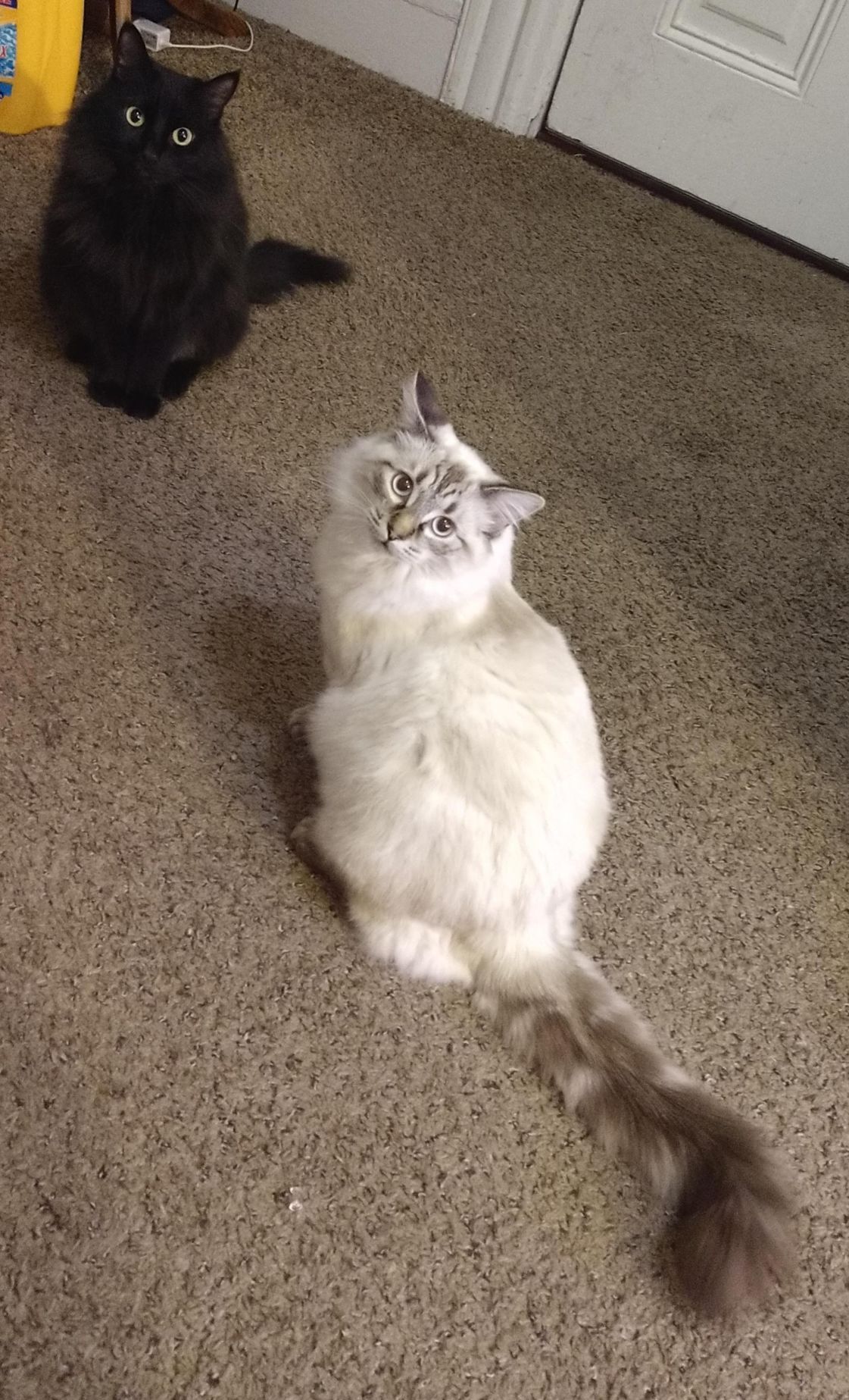 Gandalf and Saruman